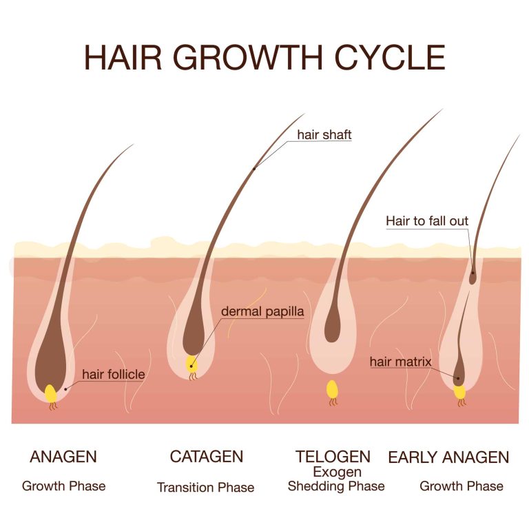 Hair,Growth,Phase,Step,By,Step.medical,Infographicsconcept.stages,Of,The,Hair